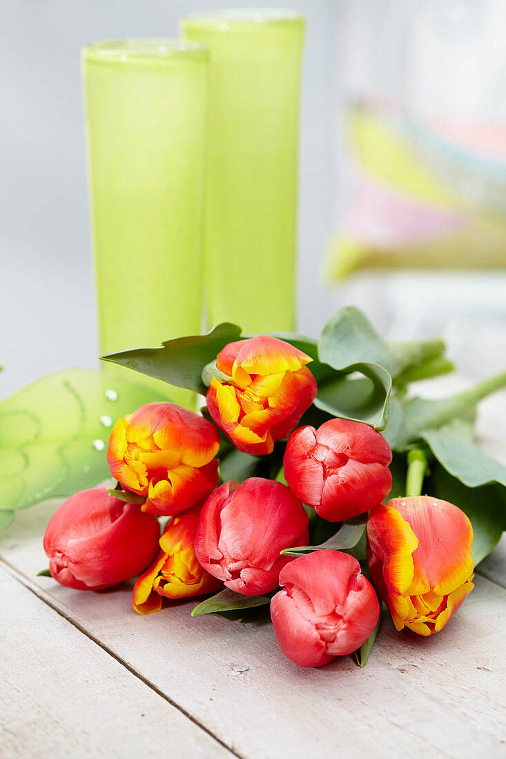 Tulipa MEL B88-24-1.Tulipa MEL B0093-20-1