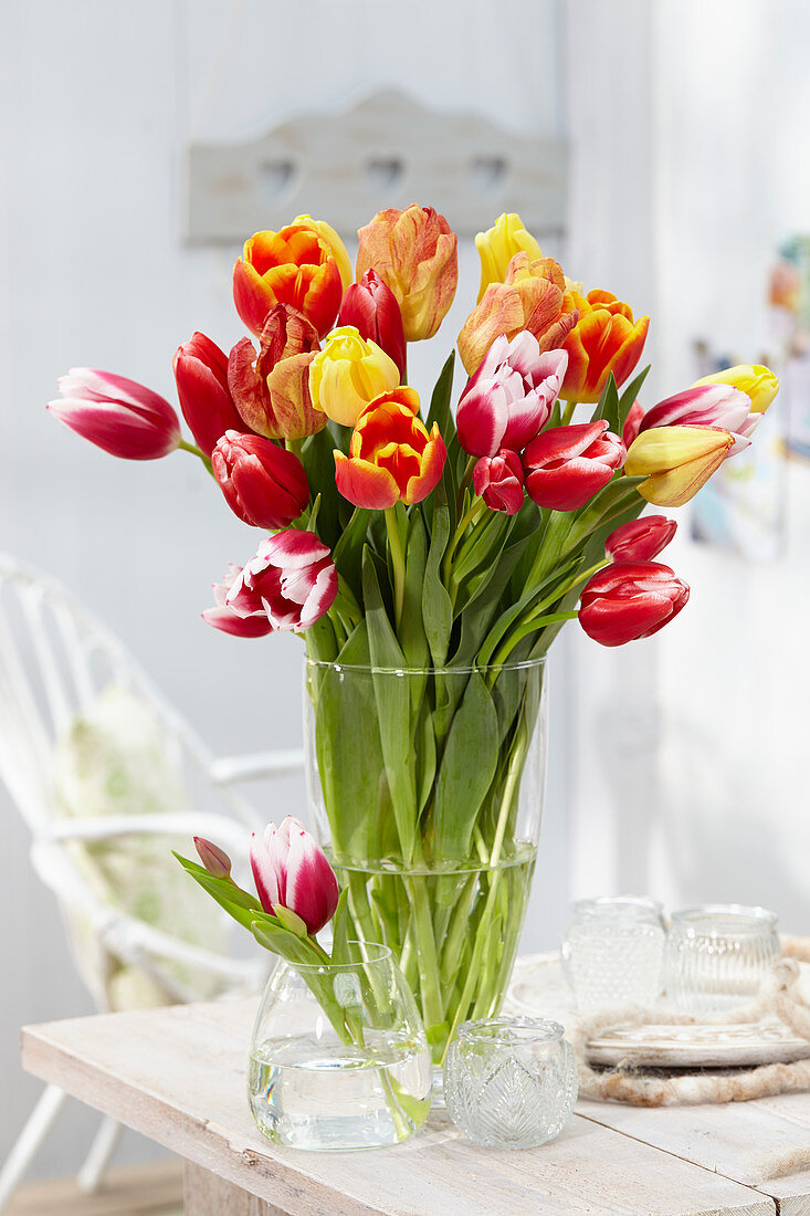 Tulipa L 4-5, Tulipa Buis 9513-L-112,Tulipa Mel B0093-17-2, Tulipa REM 94-334-32-02-B, Tulipa Mel B0083-15-1, Tulipa D9 90-16-8