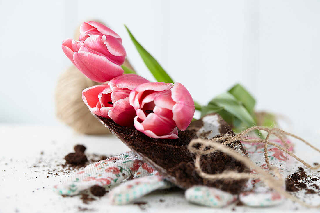 Tulips on trowel