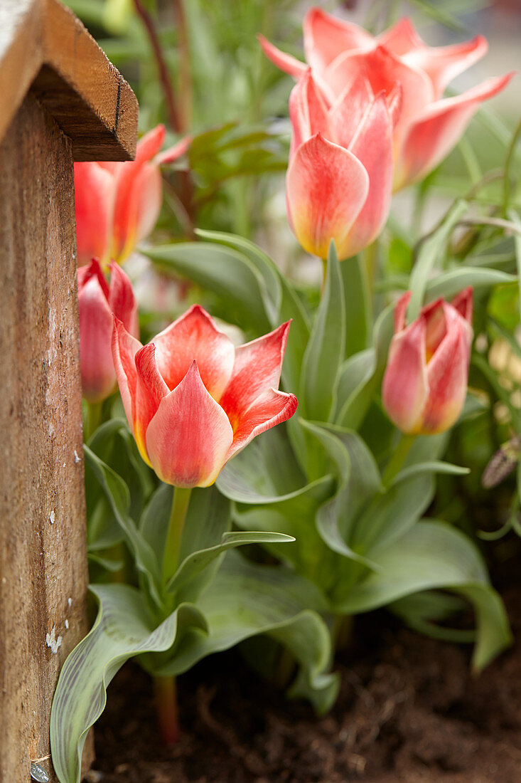 Tulipa bicolour