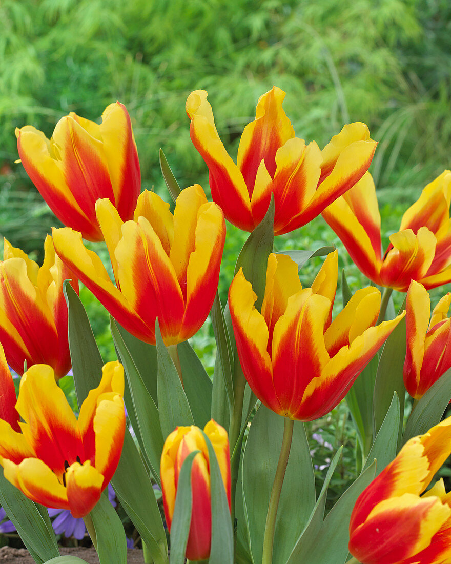 Tulipa 'Quidam'