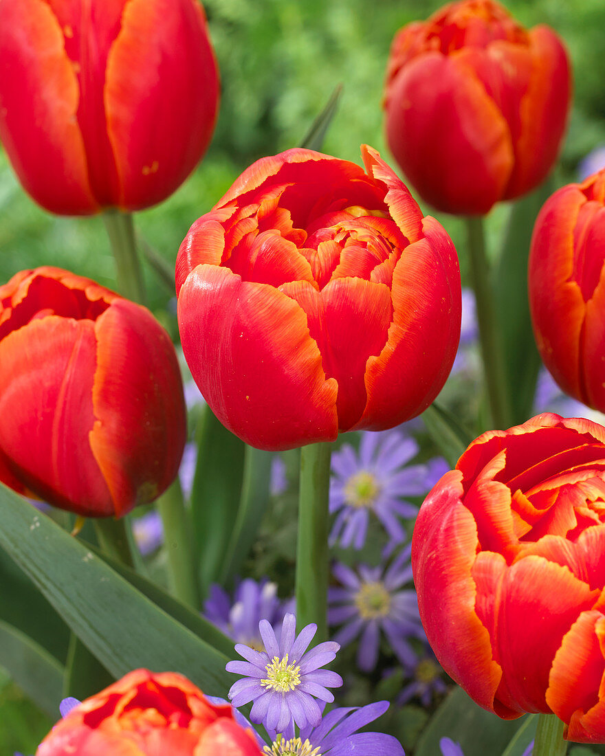 Tulipa 'Icoon'