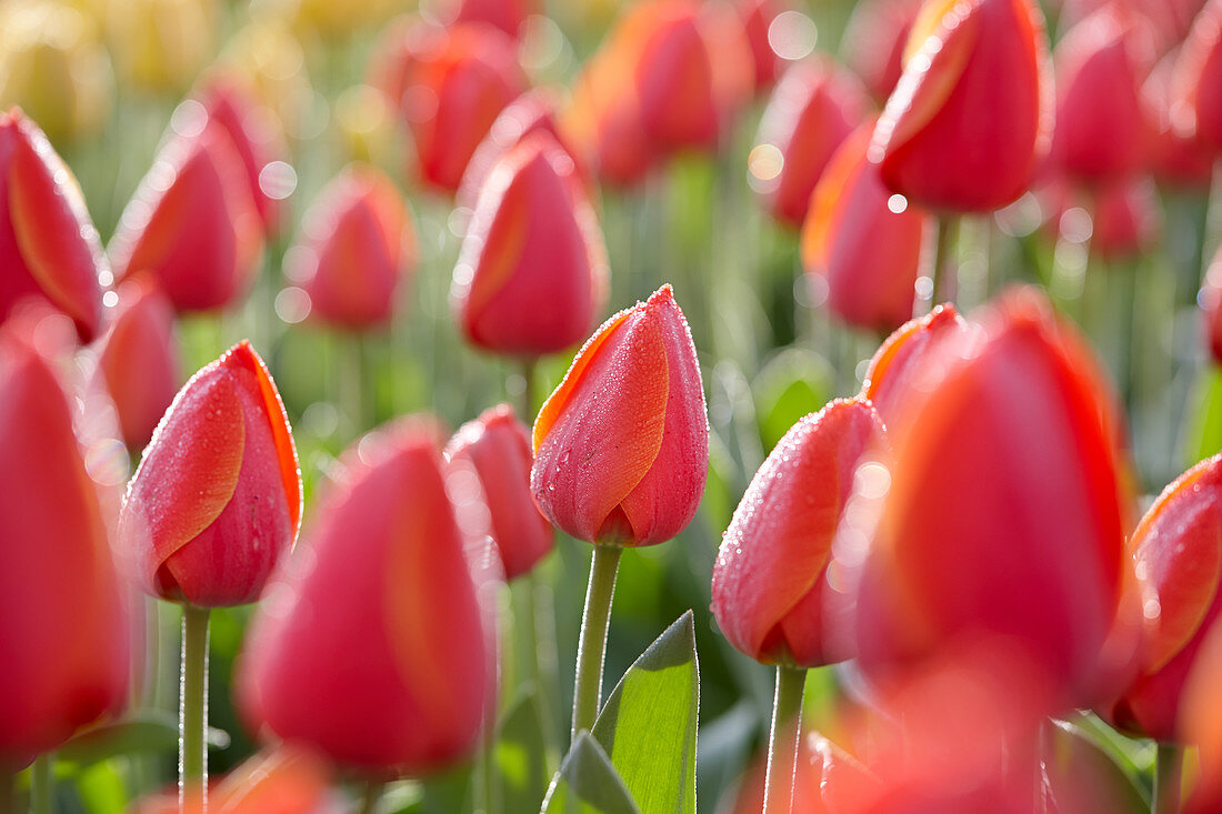 Tulipa 'Ad Rem'