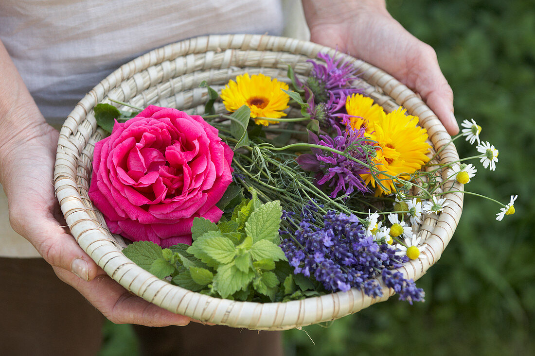 Hände halten Schale mit Blüten und Kräutern