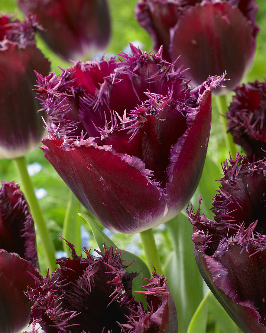 Tulipa 'Purple Crystal'