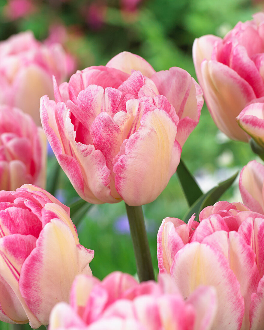 Tulipa 'Foxtrot'