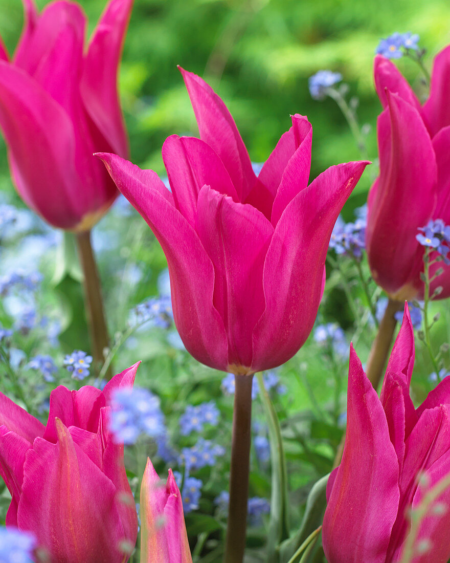 Tulipa Solando