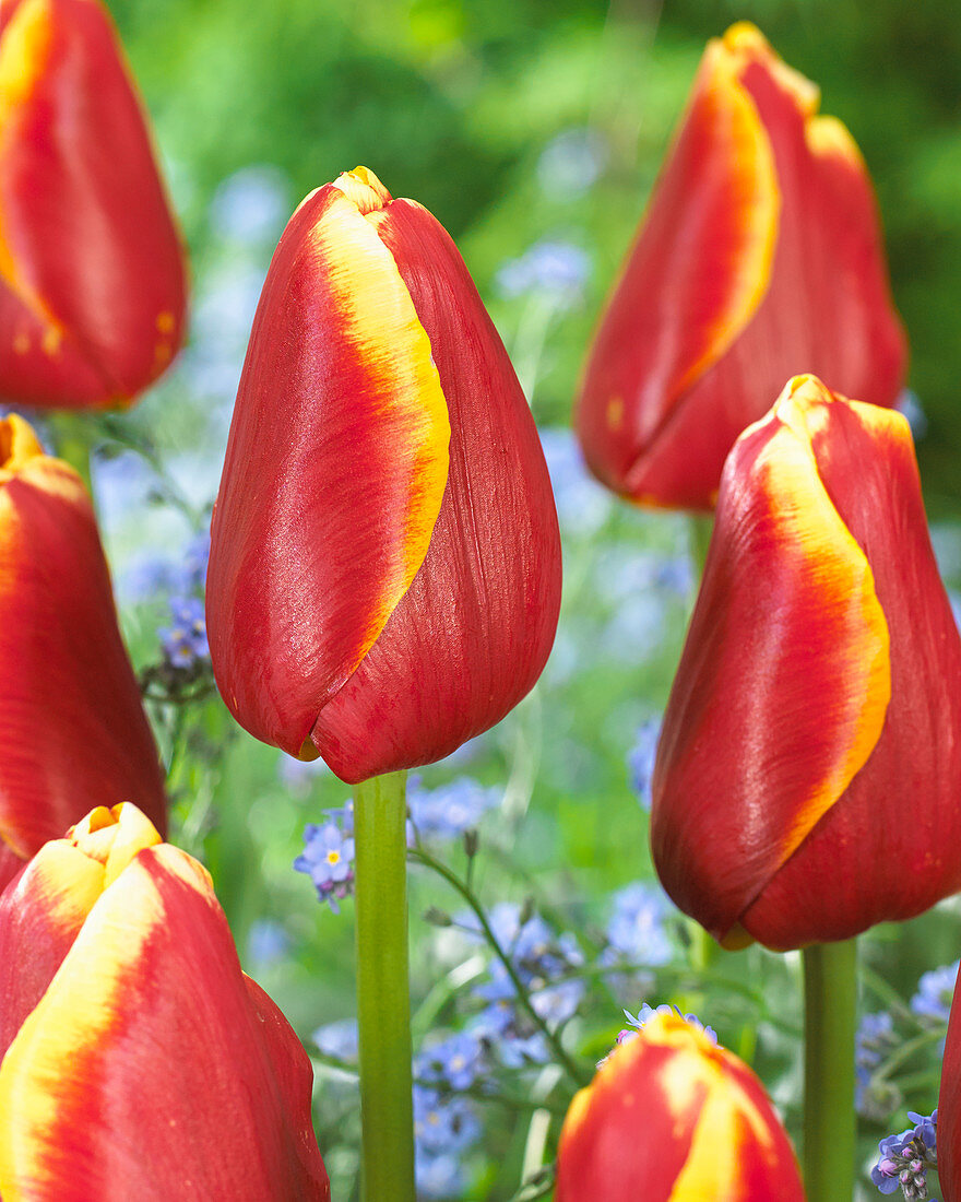 Tulipa 'Angela Merkel'