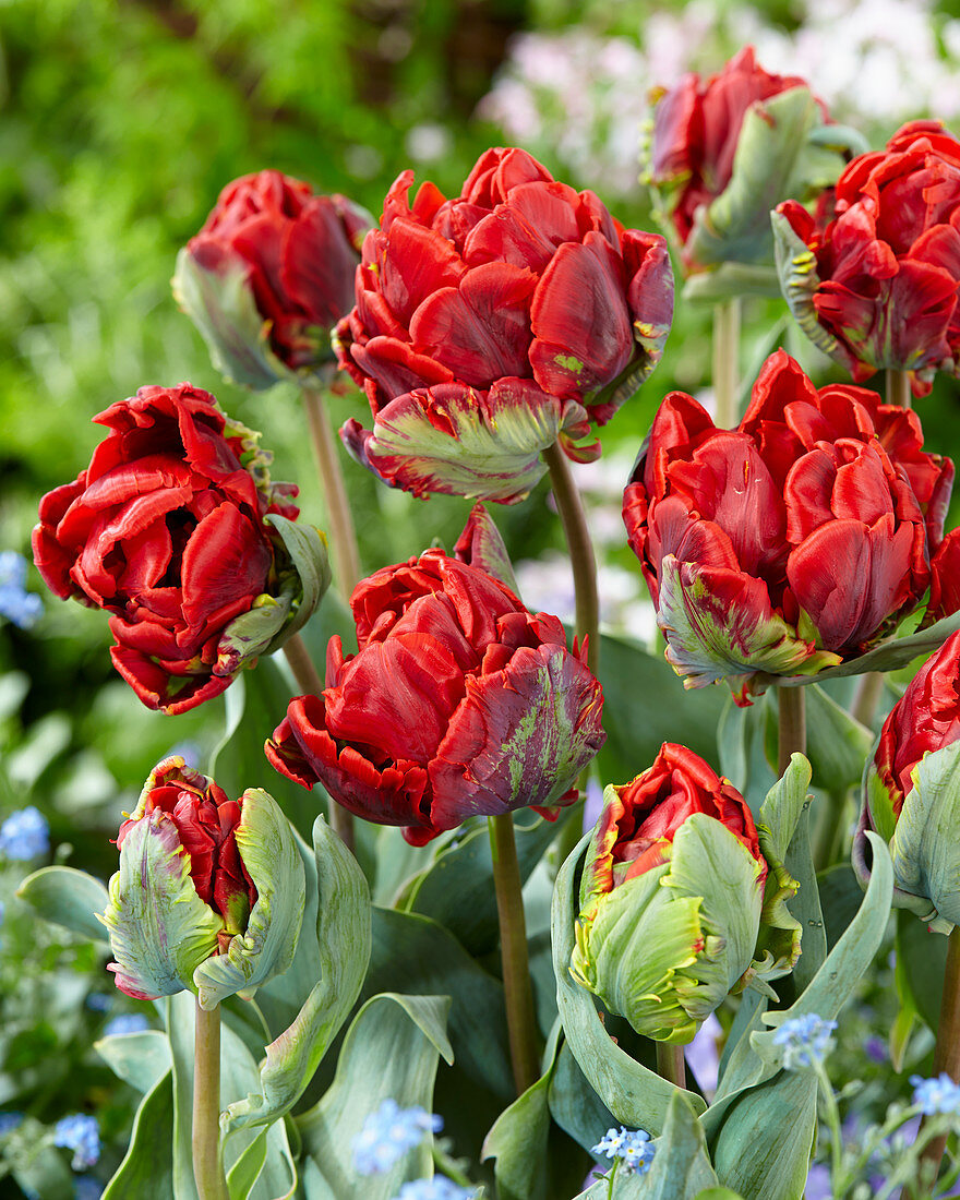 Tulipa Rococo double