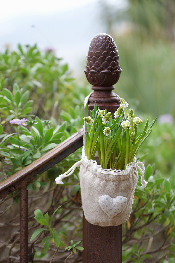 White grape hyacinths in linen bag hung from fence post