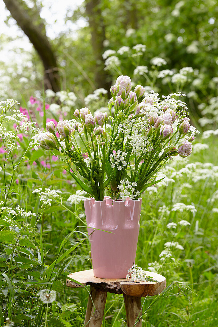 Tulipa multiflowering pink