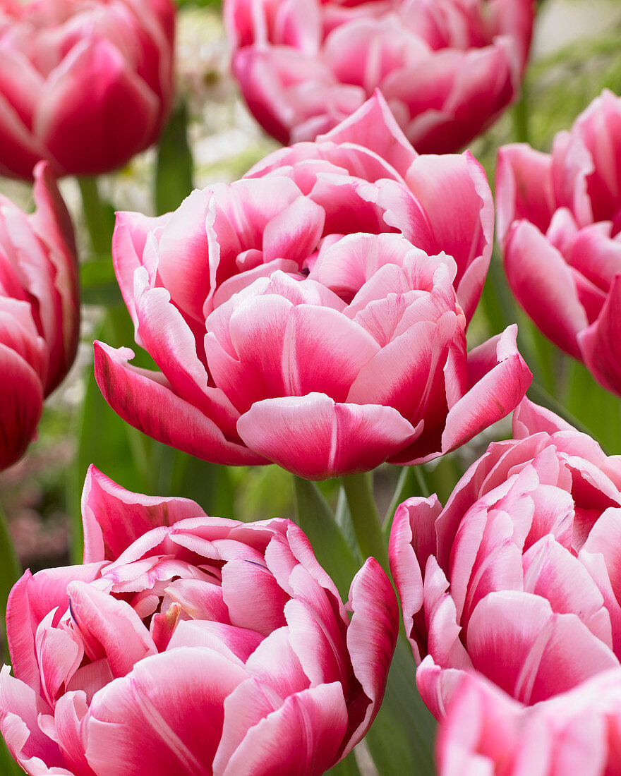 Tulipa 'Columbus'