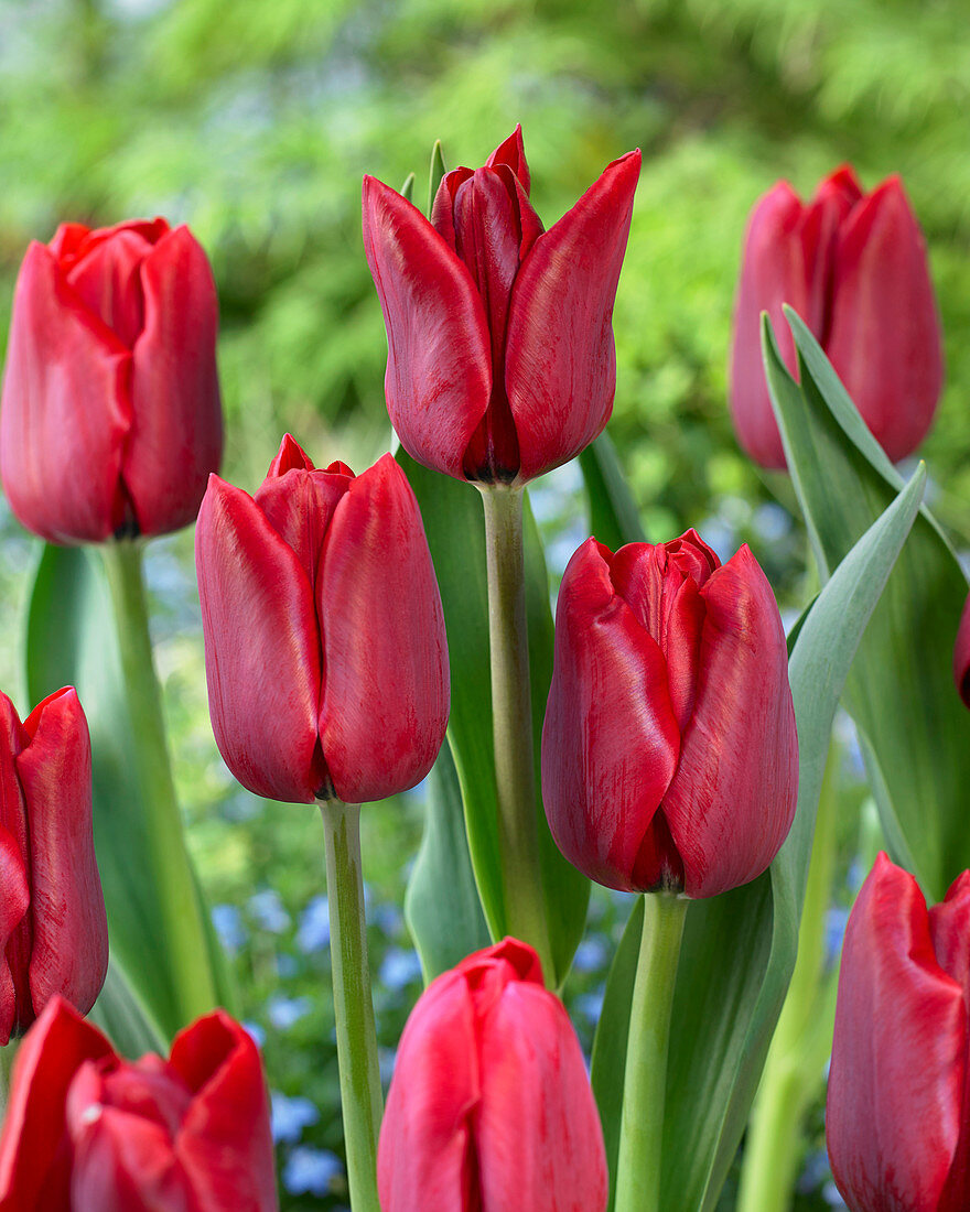 Tulipa Decade