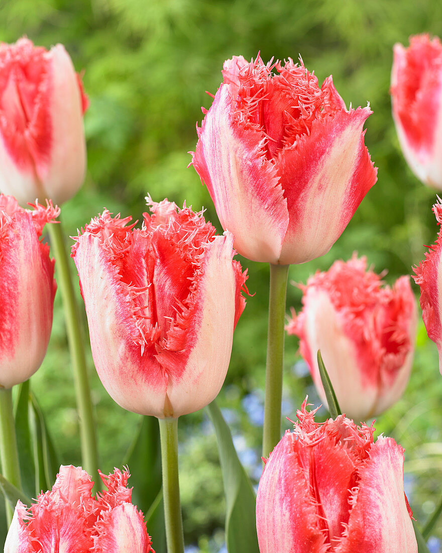 Tulipa 'Sweet Simone'