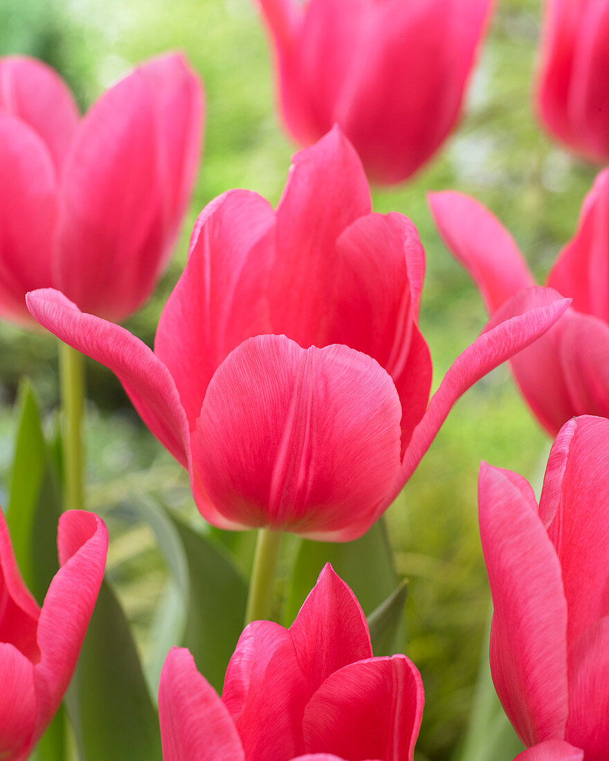 Tulipa 'Everglow'