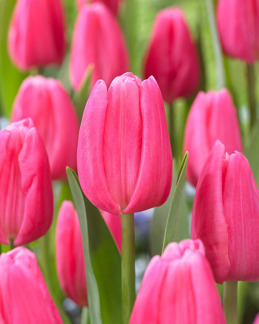 Tulipa 'In love'