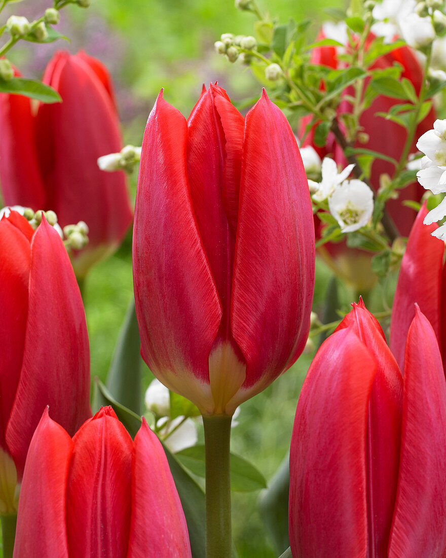 Tulipa Purissima Red