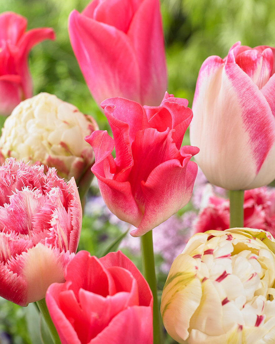 Tulipa mix