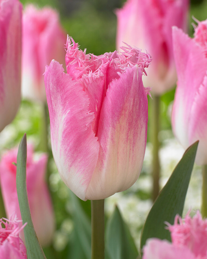 Tulipa 'Doutzen'