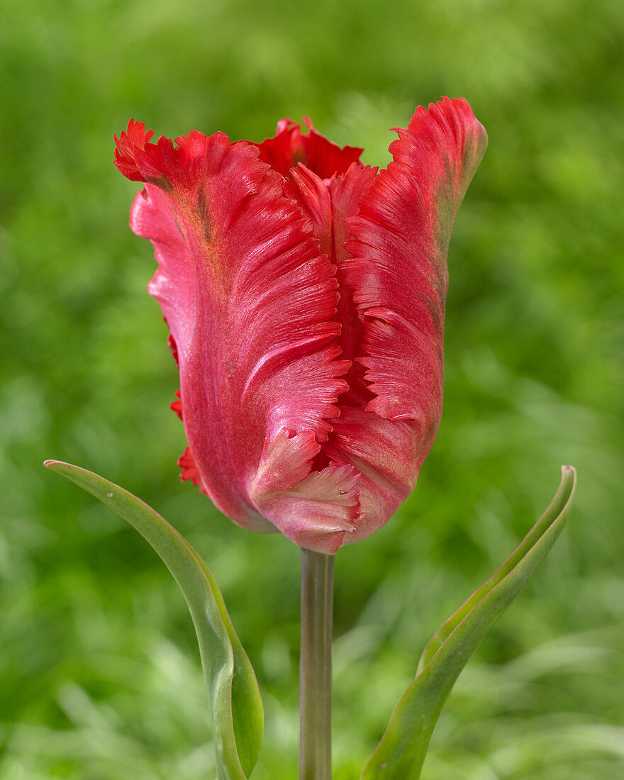 Tulipa 'Garden Fire'