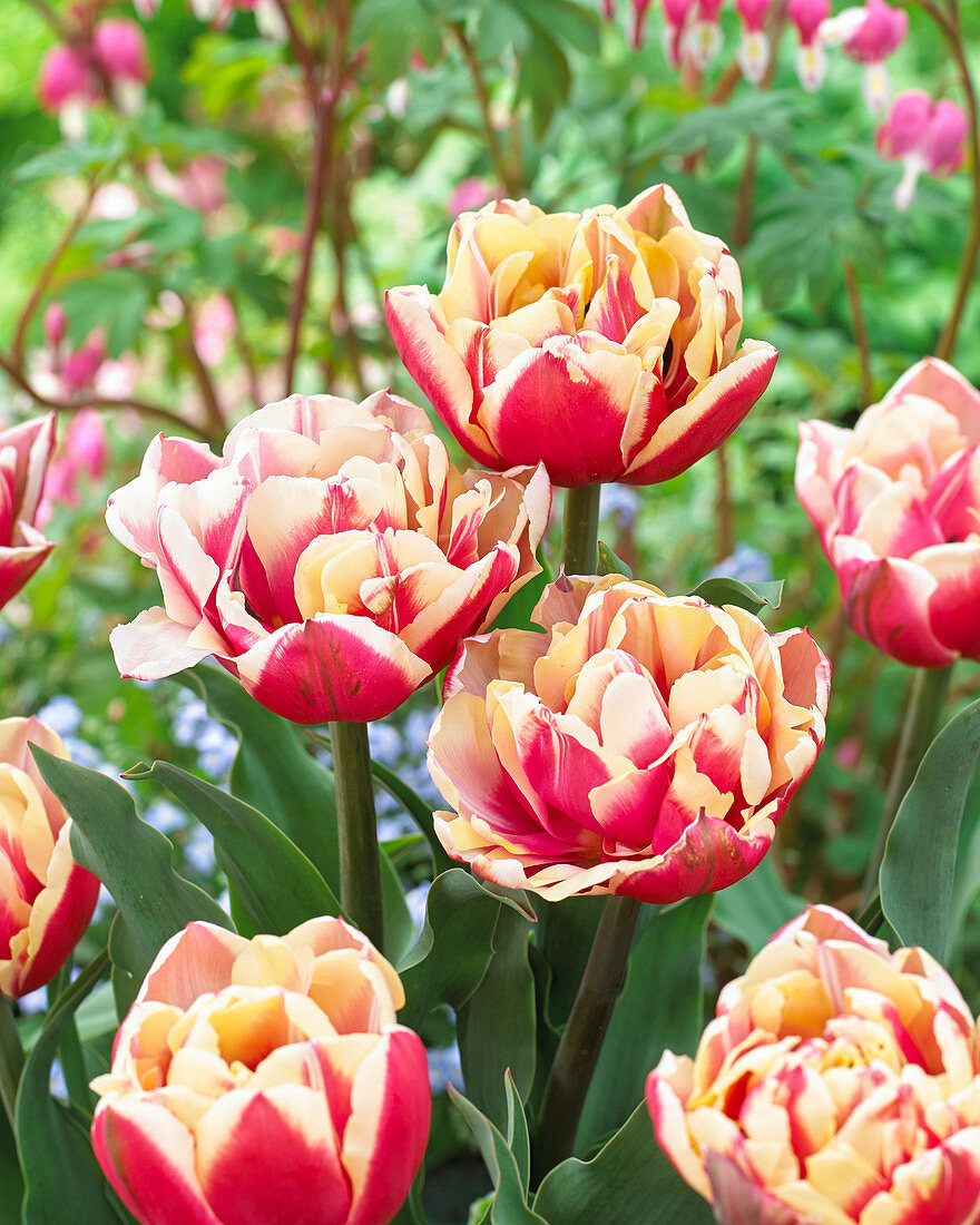 Tulipa Wirosa