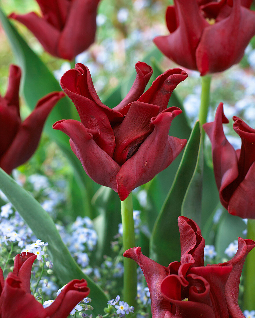 Tulipa Red Crown