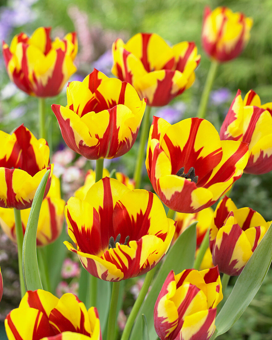 Tulipa 'Helmar'