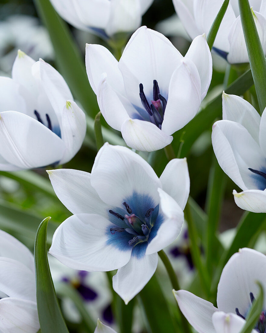 Tulipa Alba Coerulea Oculata