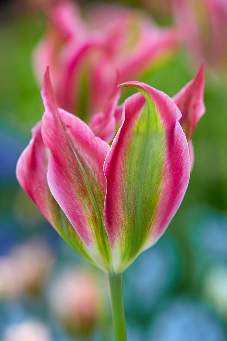 Tulipa 'Virichic'