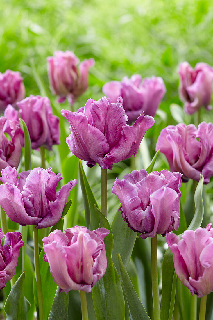 Tulipa Blue Parrot