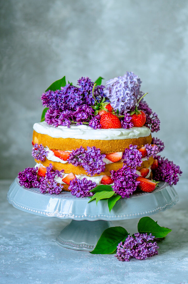 Sponge cake with cream and strawberries, decorated with lilac on a gray stand