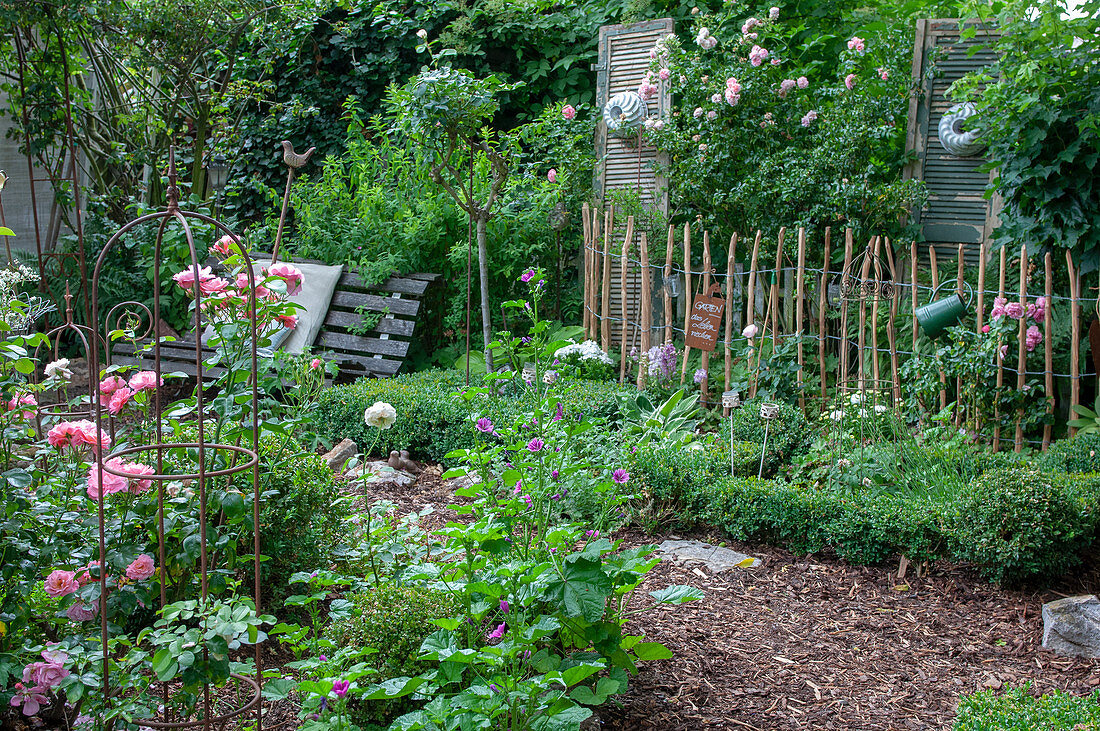 Box tree garden with roses and an antique garden bench