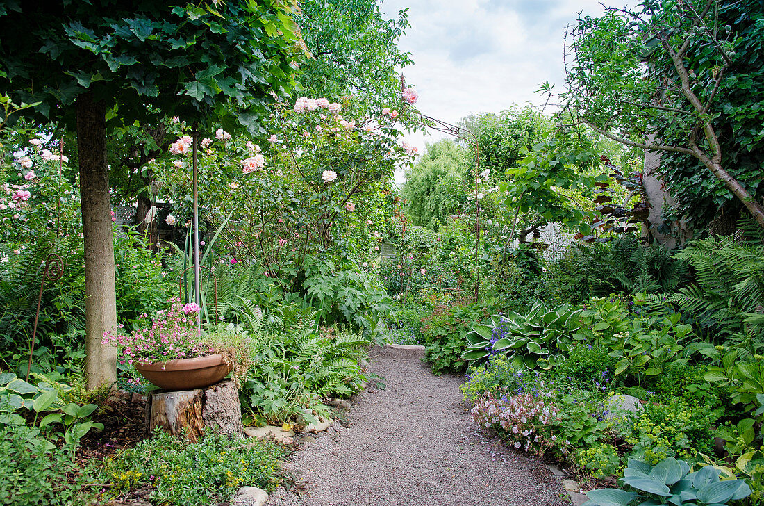 Kiesweg zwischen Beeten mit Stauden und Rosen