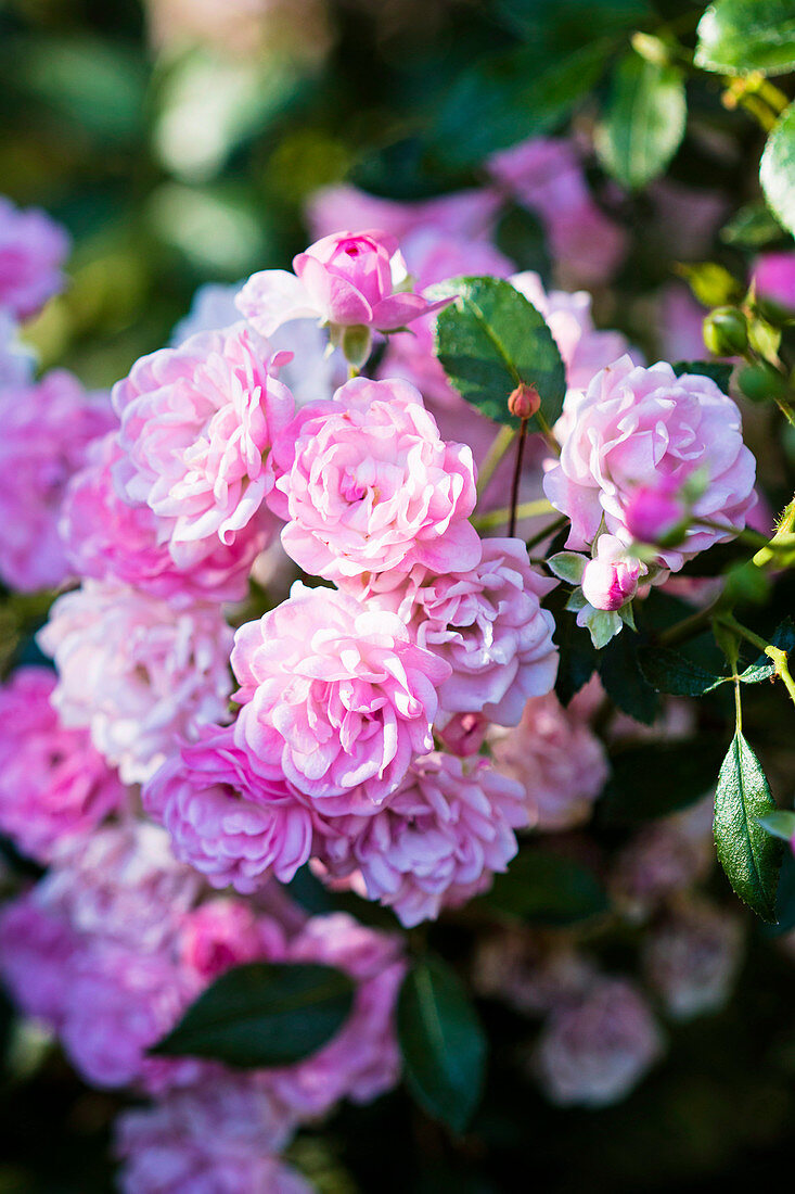 Blossoms of bedding rose 'Bonica