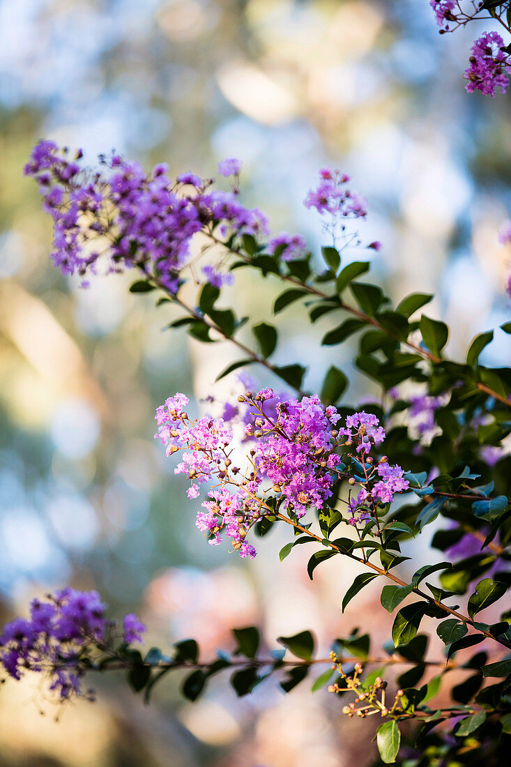 Blossom of the Chinese ruffled myrtle (Lagerstroemia indica)