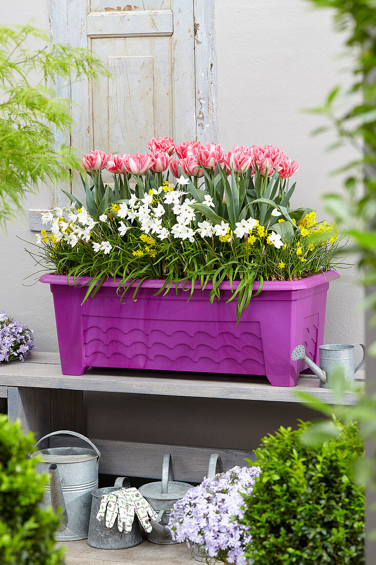 Balkonkasten mit Tulpen, Milchstern und Narzissen