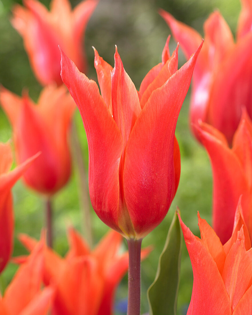 Tulipa Sap 4