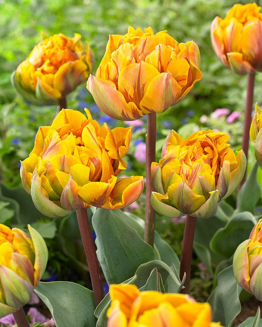 Tulipa Orange Princess Yellow