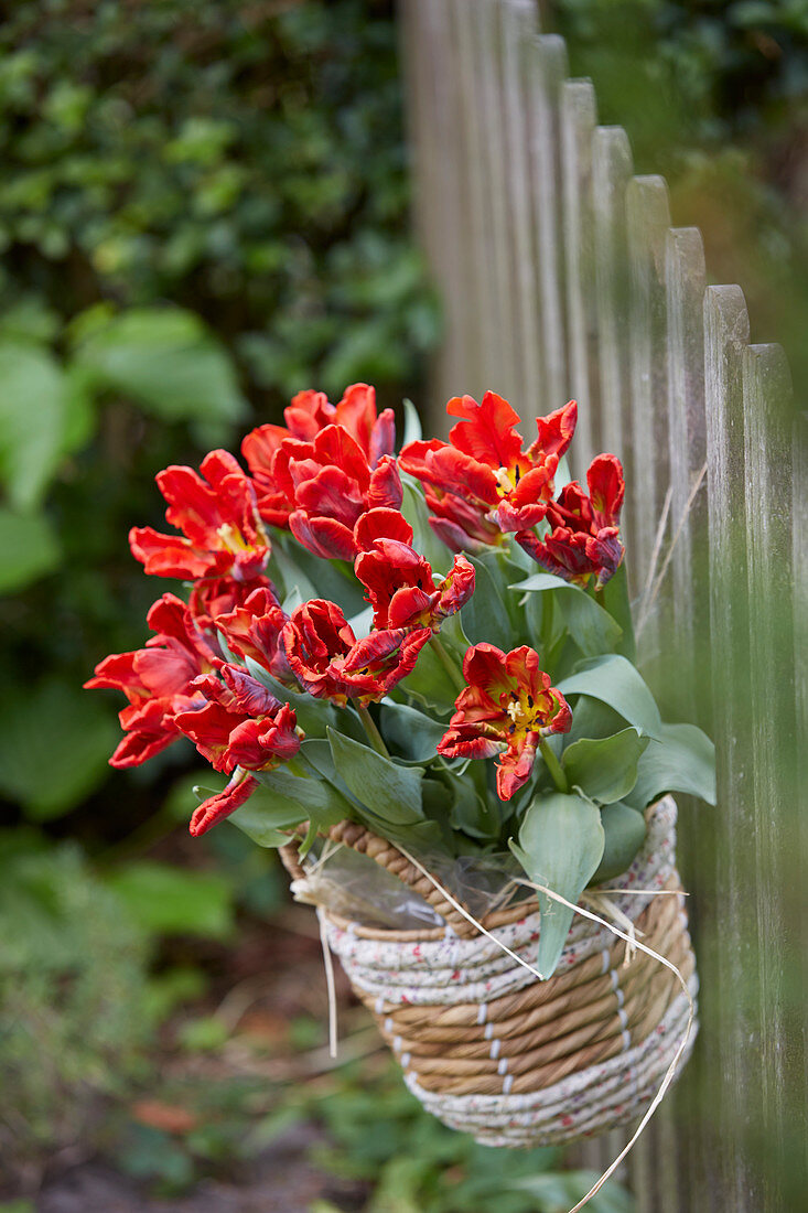 Tulips in hanging basket