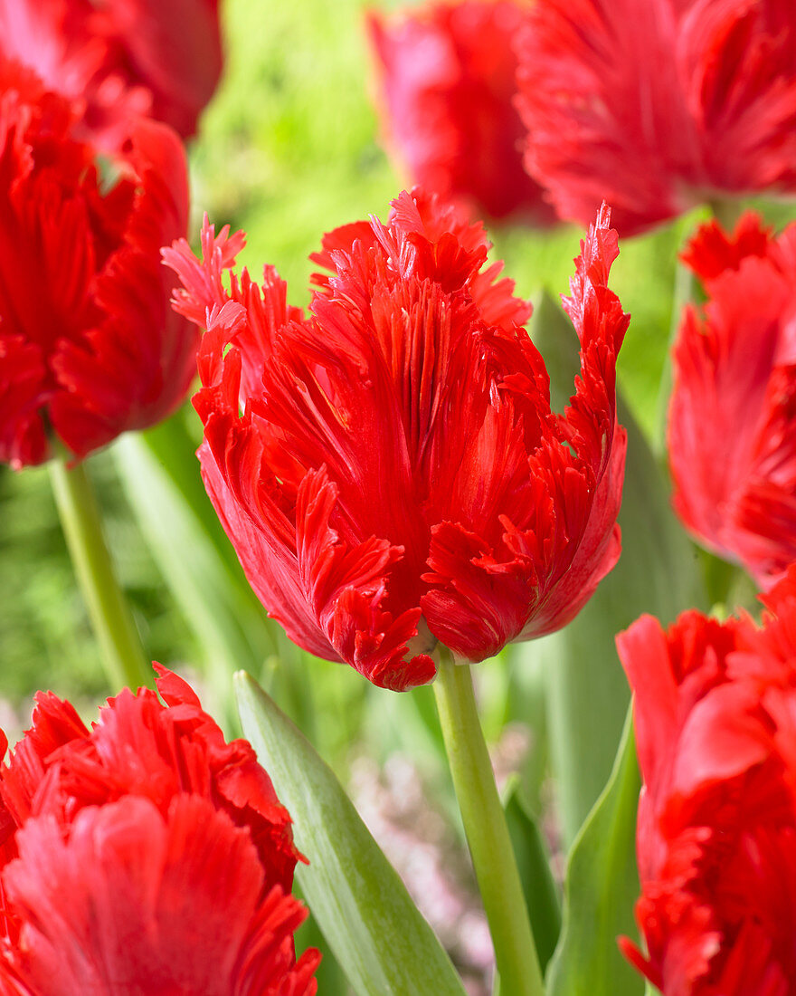 Tulipa Jean Pierre mutant