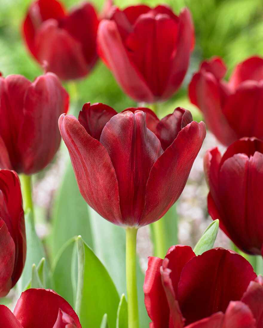 Tulipa burgundy