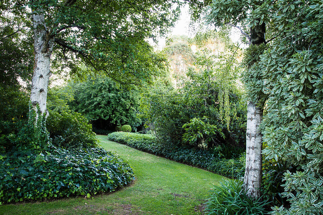 Rasenweg umgeben von Efeubeet im Garten