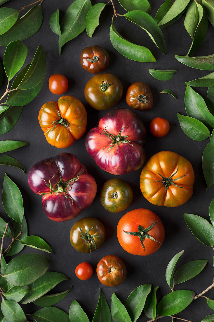 Half-ripe green purple and red tomatoes on black background