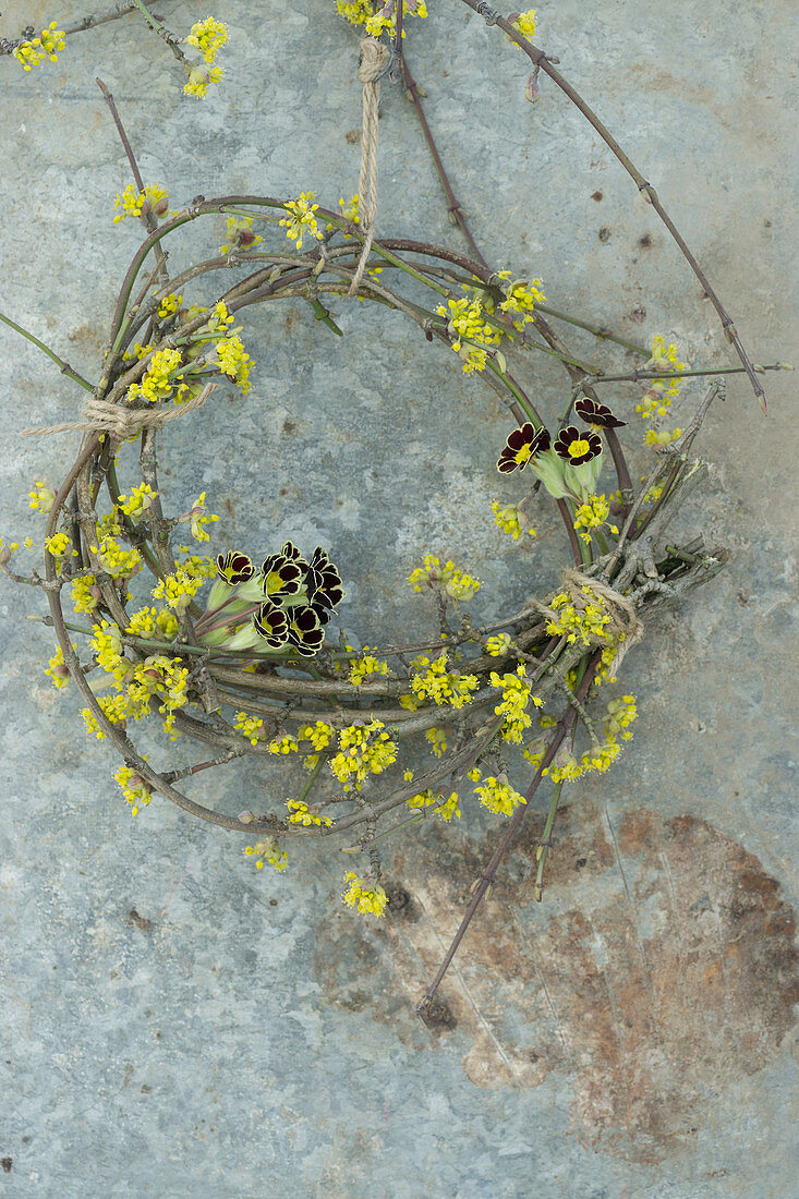 Wreath of primula 'Victoriana Gold Lace' and cornelian cherry blossom