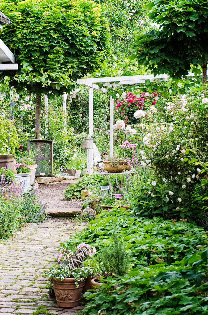 Paved path in the garden with roses and perennials