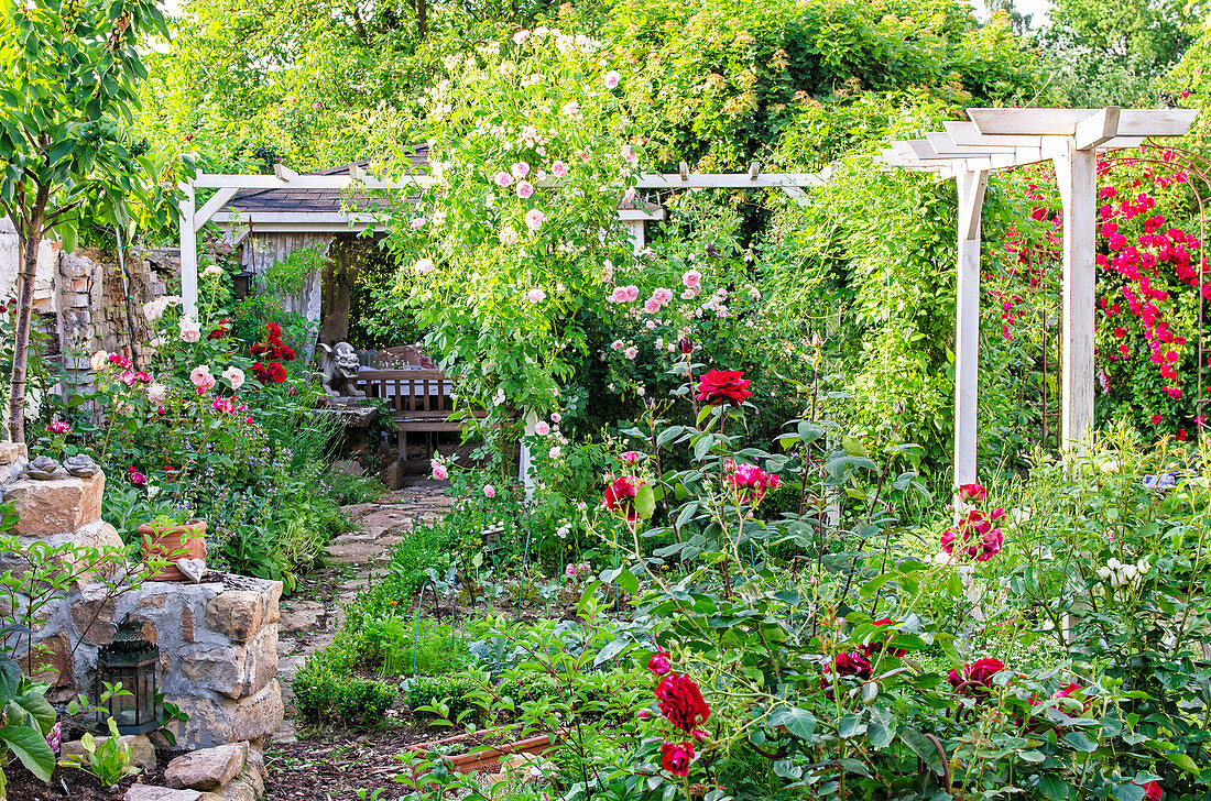 Rose garden with climbing roses on pergola