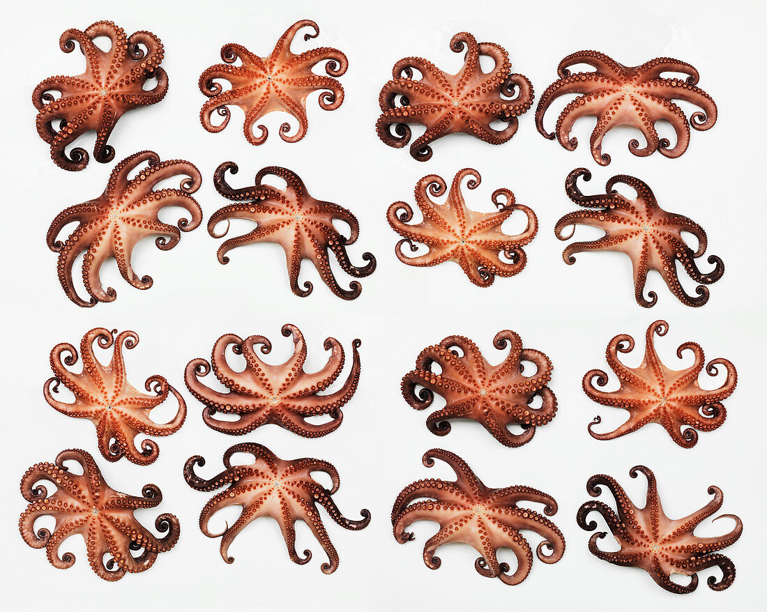 Octopuses on a white surface