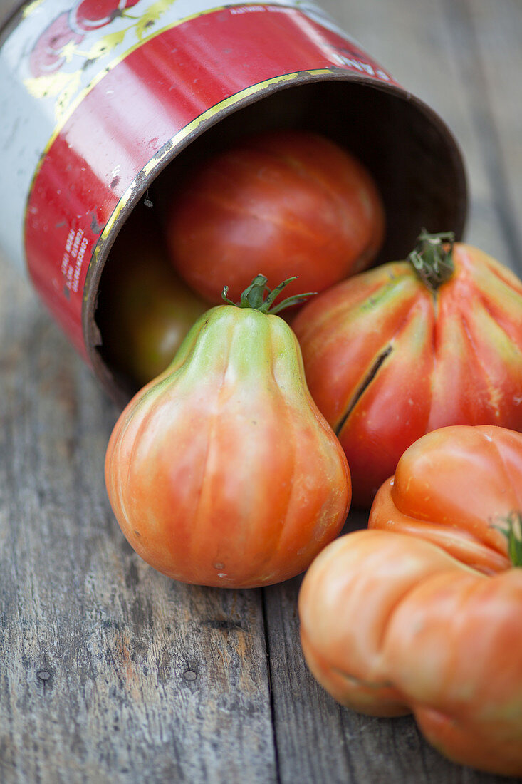 Tomaten vor Tomatendose