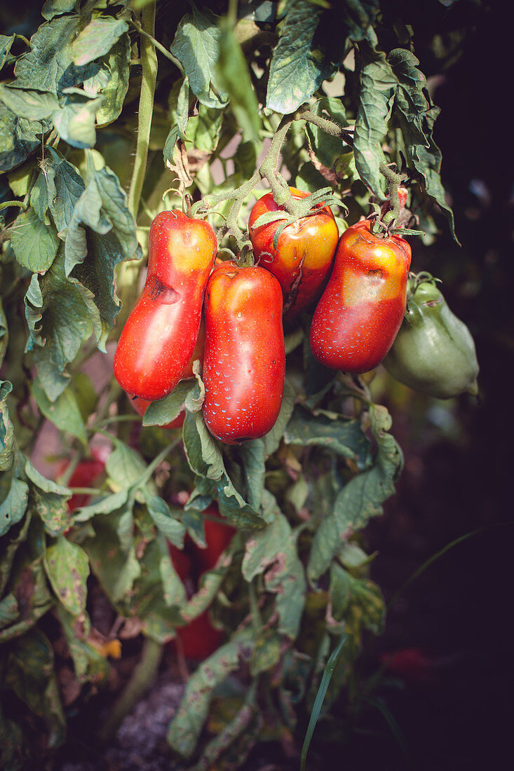 Tomaten an der Pflanze