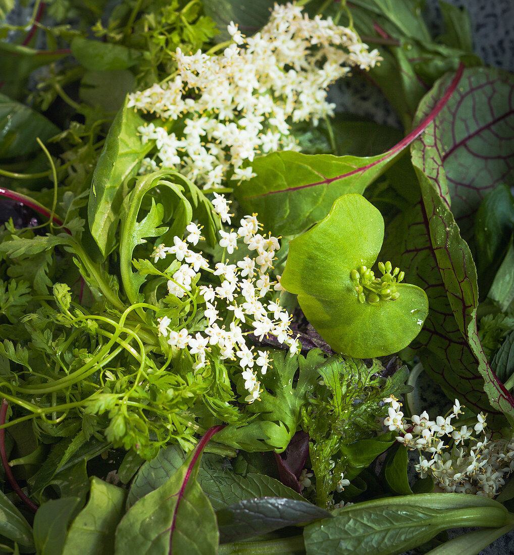 A wild herb salad (close-up)